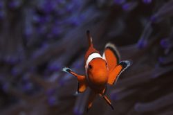 Who's being nosey the Western Clownfish or me by Ted Jones 